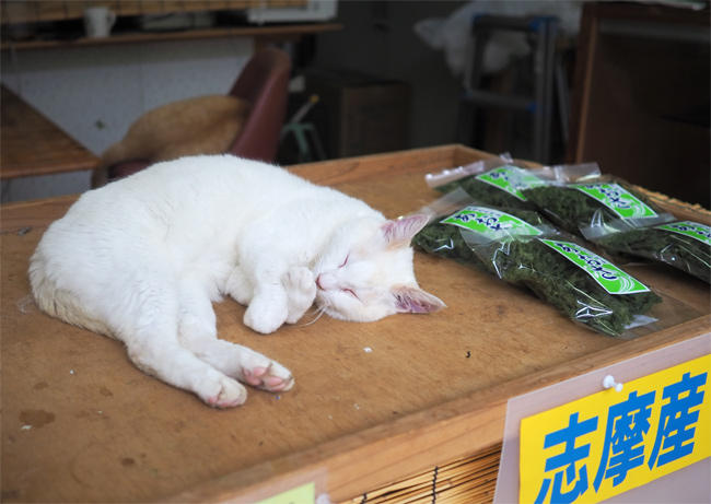 店番猫さん5789.jpg
