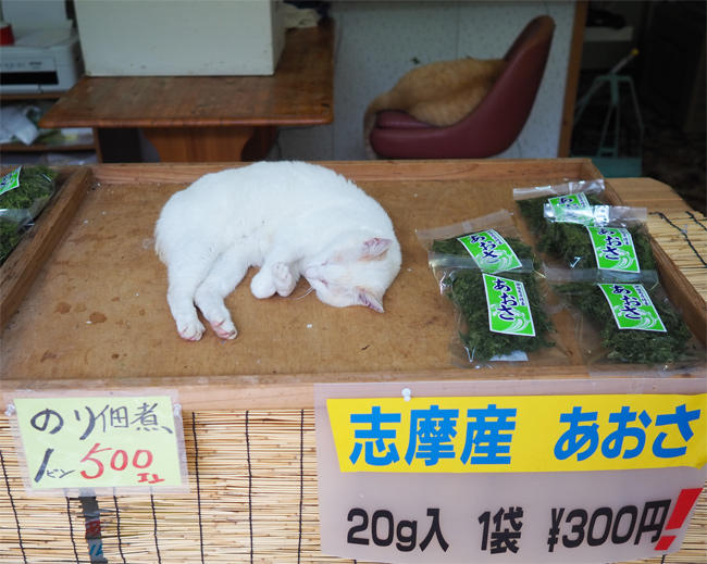 店番猫さん5790.jpg