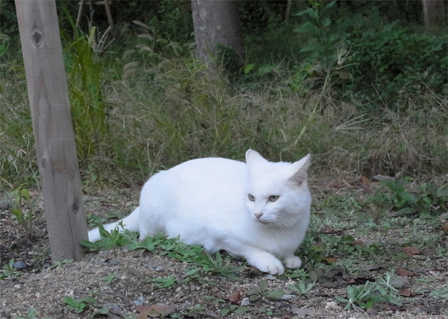 イカ耳猫さん585.jpg