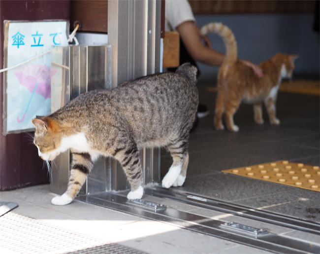 猫島の猫さん5866.jpg