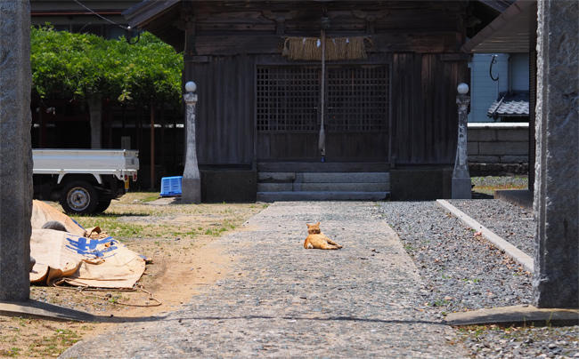 猫島の猫さん5868.jpg