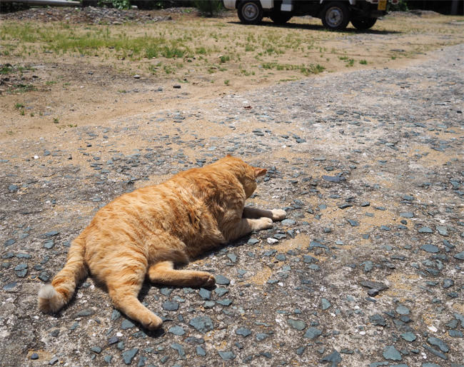 猫島の猫さん5870.jpg