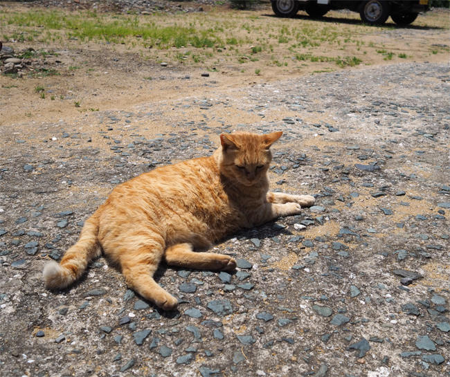 猫島の猫さん5871.jpg