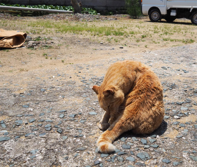猫島の猫さん5872.jpg