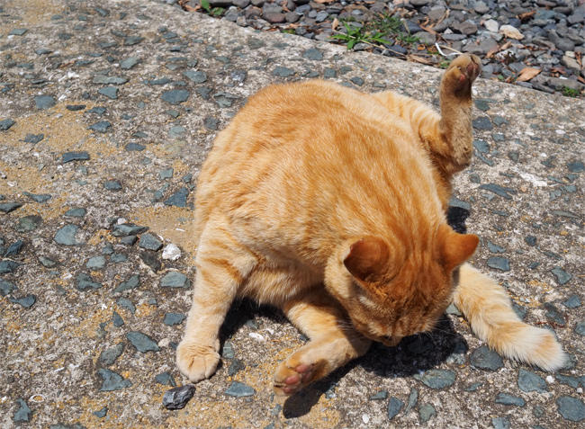 猫島の猫さん5873.jpg