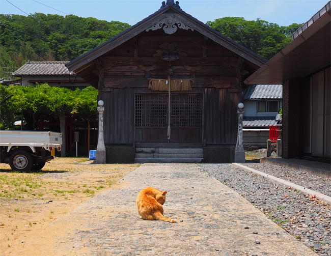 猫島の猫さん5874.jpg
