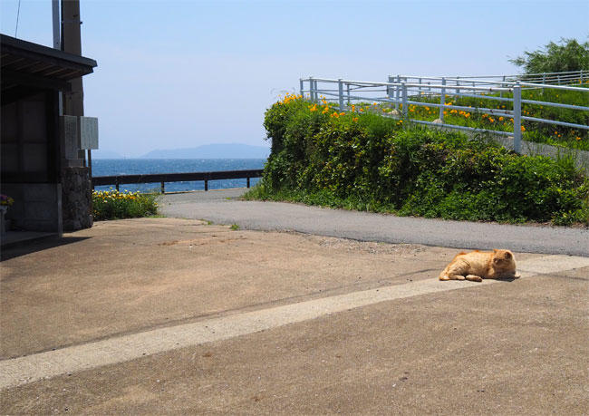 島猫さん5875.jpg