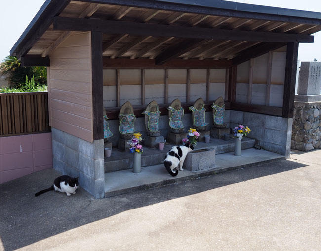 島猫さん5876.jpg