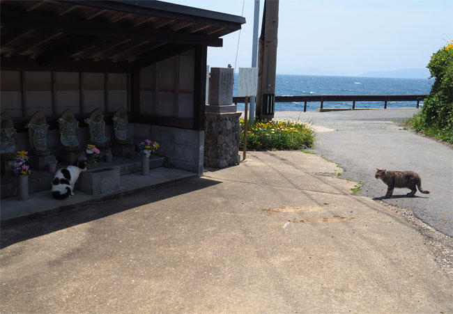 島猫さん5878.jpg