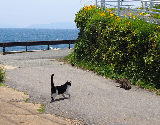島猫さん5879.jpg