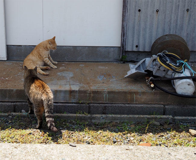 猫島猫さん5897.jpg