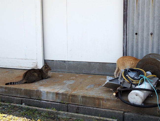 猫島猫さん5901.jpg