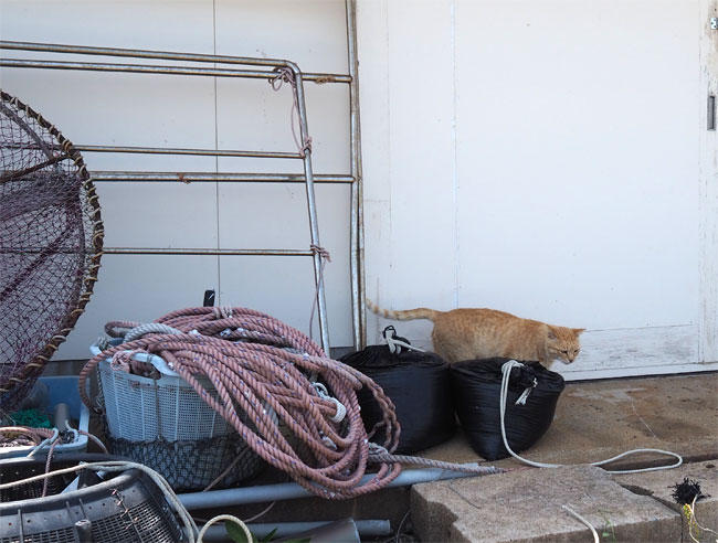 猫島猫さん5903.jpg