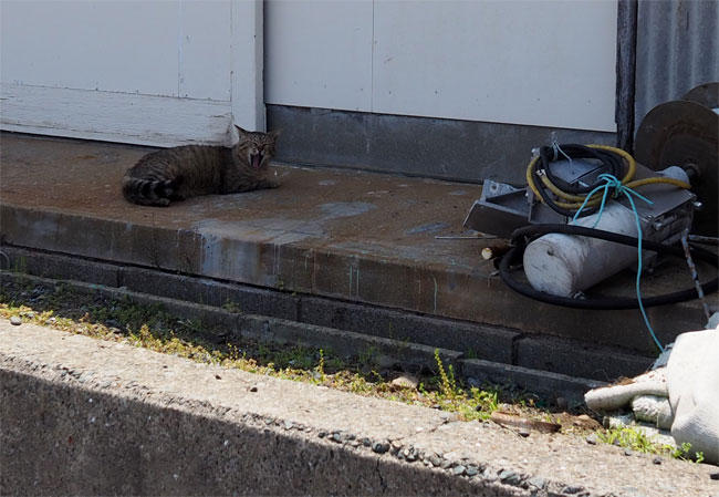 猫島猫さん5904.jpg