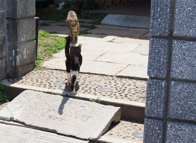 島猫さん5907.jpg