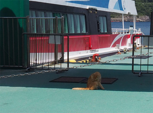 フェリーと猫さん5912.jpg