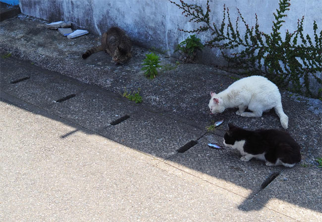 猫島の猫さん5914.jpg