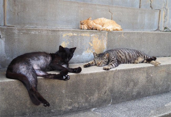 猫島の猫さん5915.jpg