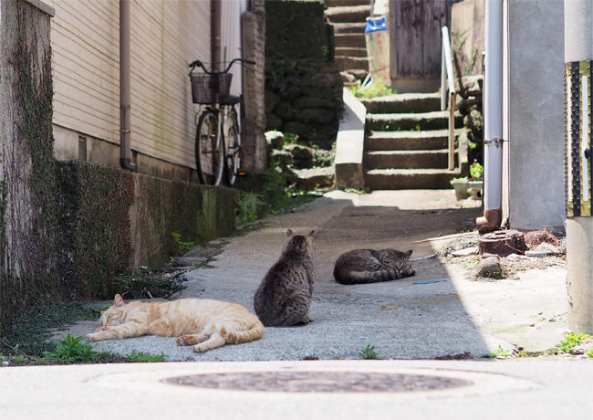 猫島の猫さん5916.jpg