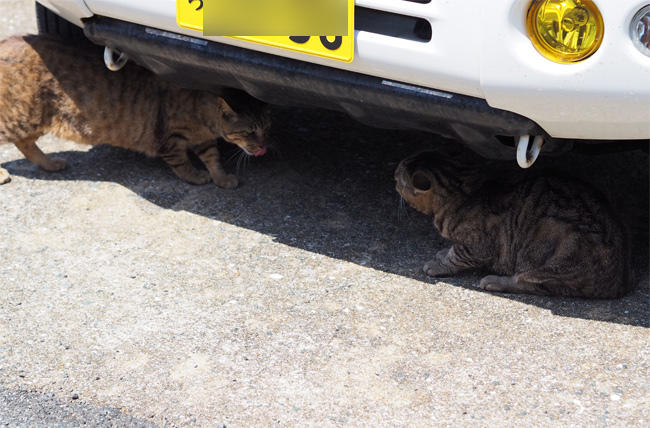 猫島の猫さん5918.jpg