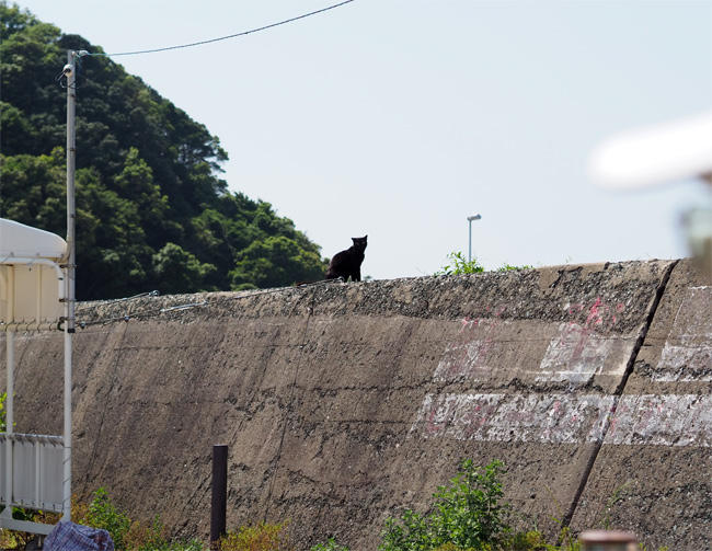 猫島の猫さん5920.jpg