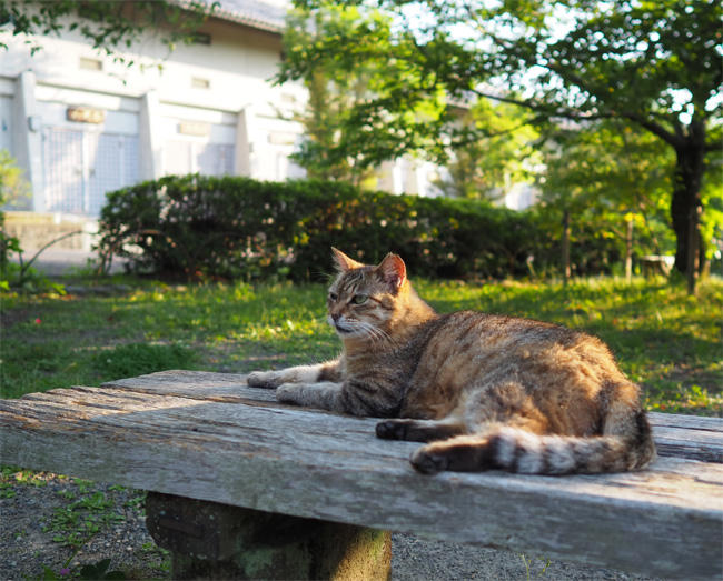 公園猫さん5950.jpg