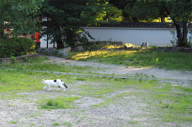 公園猫さん5953.jpg