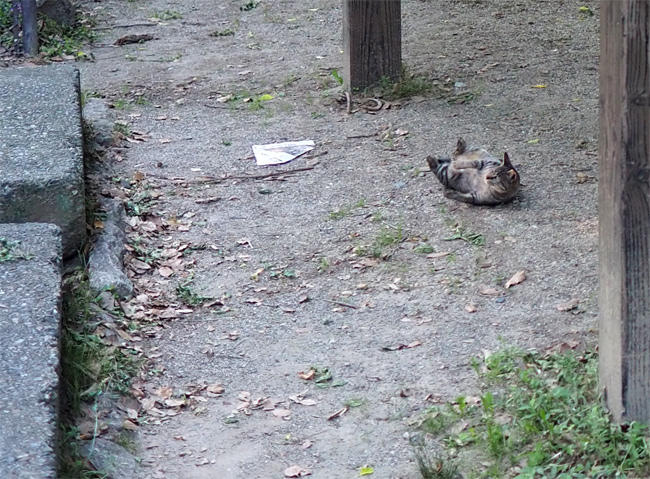 公園猫さん5960.jpg