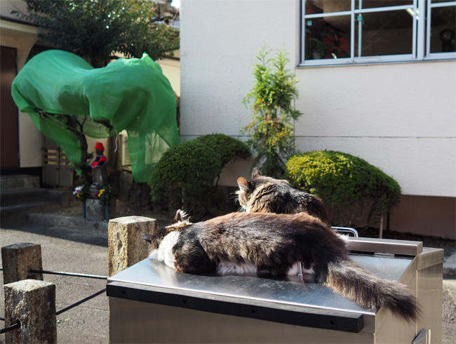 お寺猫さん5981.jpg