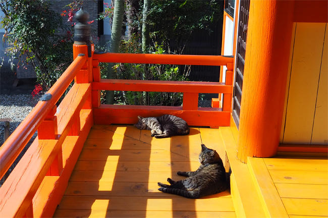 お寺猫さん5983.jpg