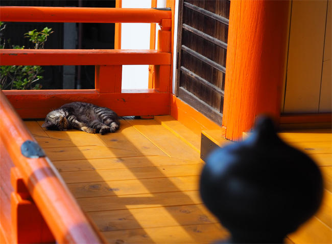 お寺猫さん5988.jpg