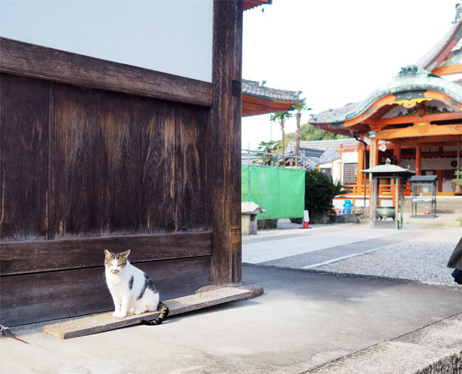 龍泉寺猫さん6001.jpg
