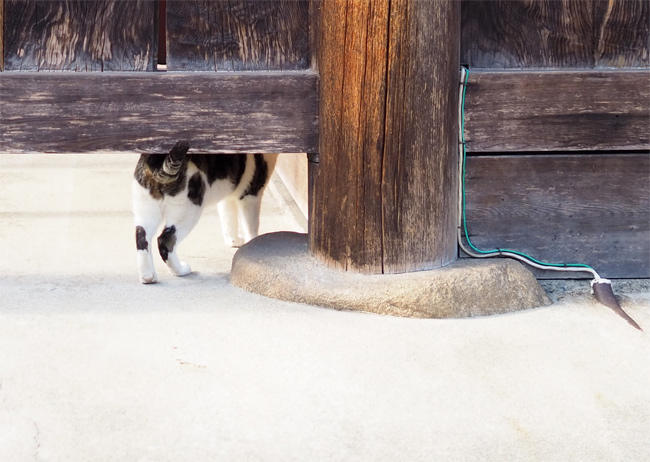 龍泉寺猫さん6003.jpg
