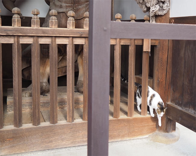 龍泉寺猫さん6008.jpg