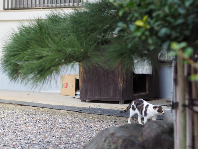 龍泉寺猫さん6028.jpg