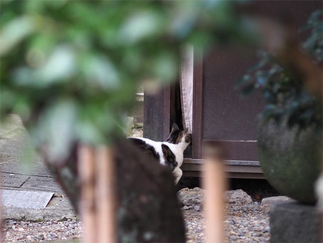 龍泉寺猫さん6030.jpg