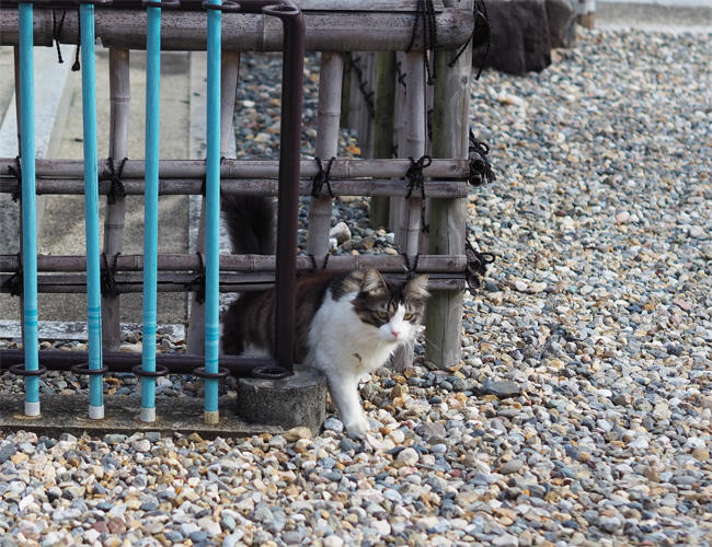 龍泉寺猫さん6034.jpg