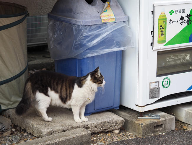 龍泉寺猫さん6037.jpg
