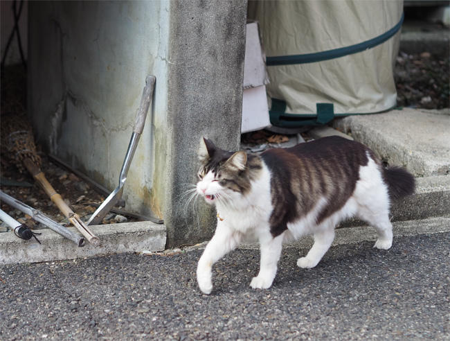 龍泉寺猫さん6038.jpg