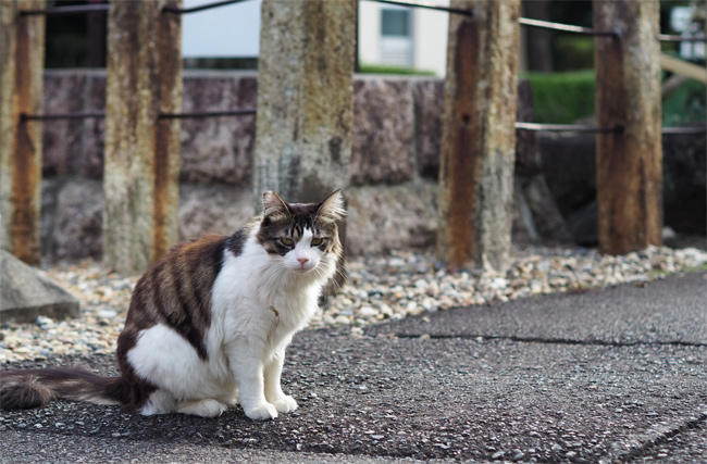 龍泉寺猫さん6039.jpg