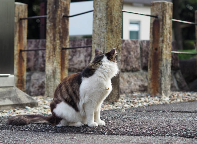龍泉寺猫さん6040.jpg