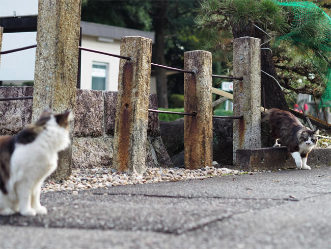 龍泉寺猫さん6041.jpg