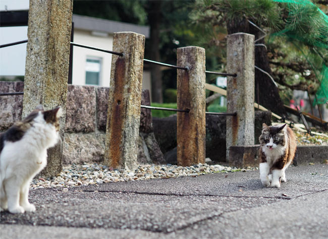 龍泉寺猫さん6042.jpg
