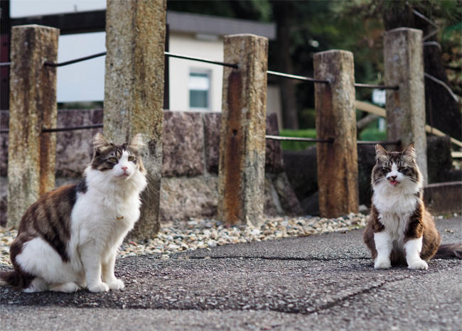 龍泉寺猫さん6043.jpg