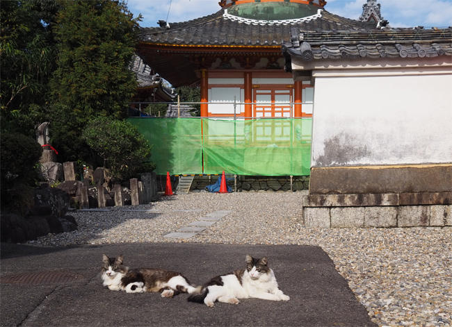 龍泉寺猫さん6047.jpg