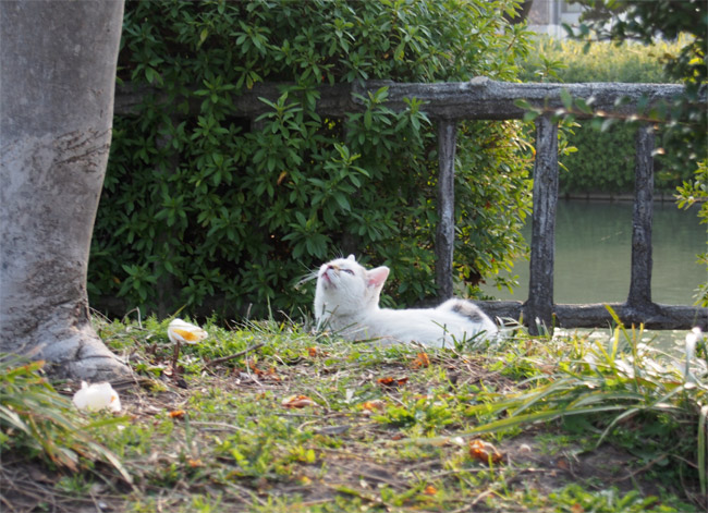 外猫さん628.jpg