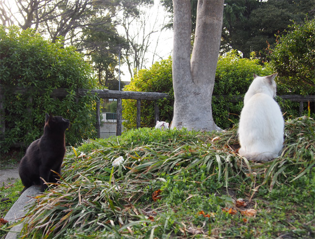 外猫さん632.jpg