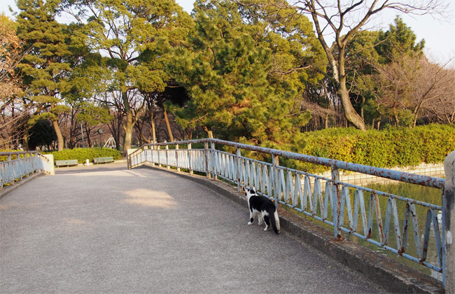 公園猫さん634.jpg