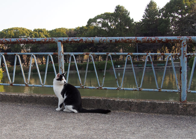 公園猫さん635.jpg