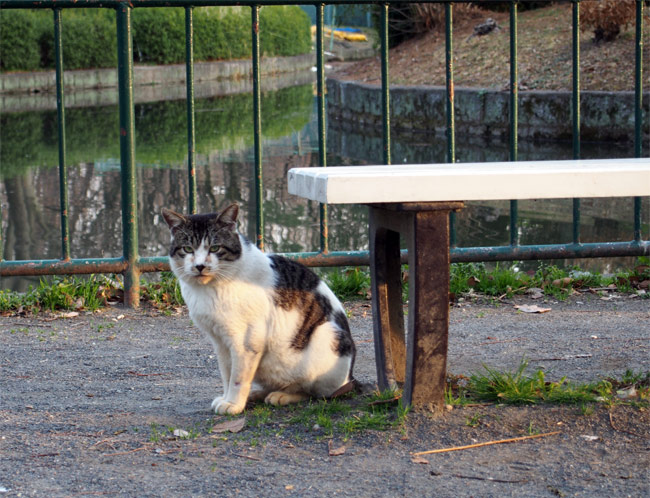 公園猫さん636.jpg